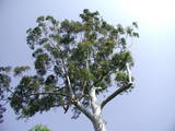 eucalyptus_tree.jpg